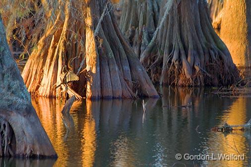 Anhinga Drying On A Cypress_25610.jpg - Anhinga (Anhinga anhinga)aka Snakebird, Darter, American Darter, or Water TurkeyPhotographed near Breaux Bridge, Louisiana, USA.